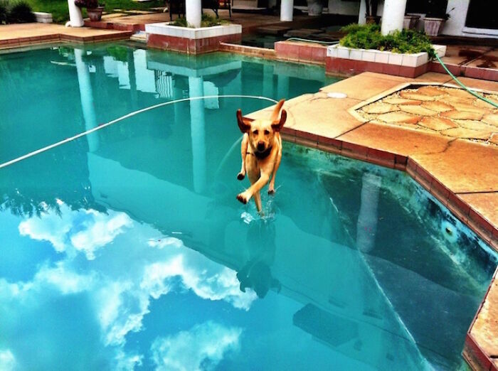 A dog leaps into a swimming pool, caught in a hilarious photo moments before disaster strikes the water.