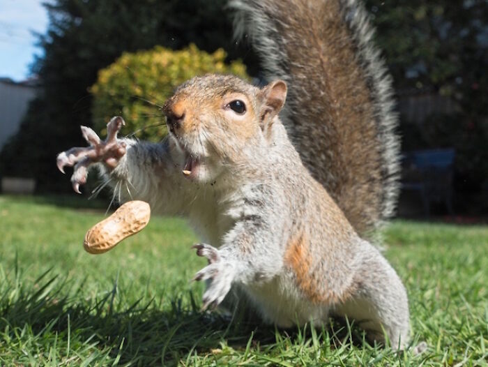 Hilarious photo of a squirrel lunging for a peanut, moments before disaster struck.