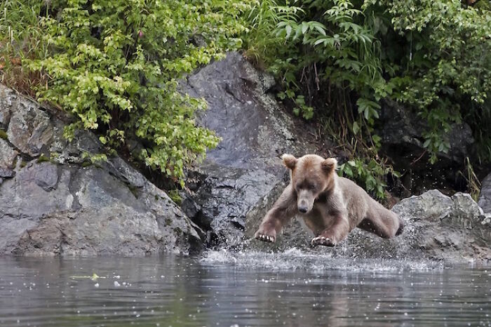 A bear leaping into water, captured in a hilarious photo moments before disaster struck.