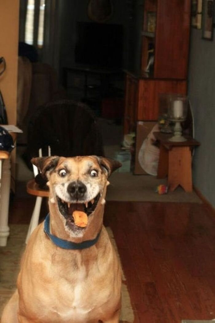 A hilarious dog with an exaggerated smile and a treat on its tongue, captured moments before disaster or a tasty bite.