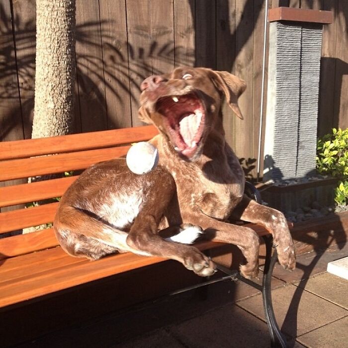 A hilarious dog moments before disaster, caught mid-yawn with a wide-open mouth, sitting on a bench.