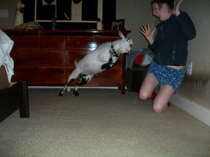 Hilarious photo of a goat jumping towards a screaming woman, taken moments before disaster.