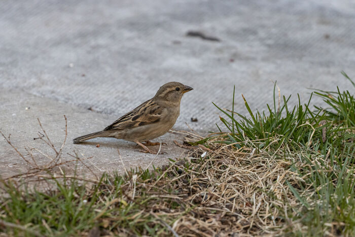 A small bird on the ground near grass, representing moments from partners.