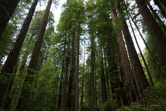 Tall redwood trees in a forest reaching high towards the sky, showcasing cool history facts about nature.