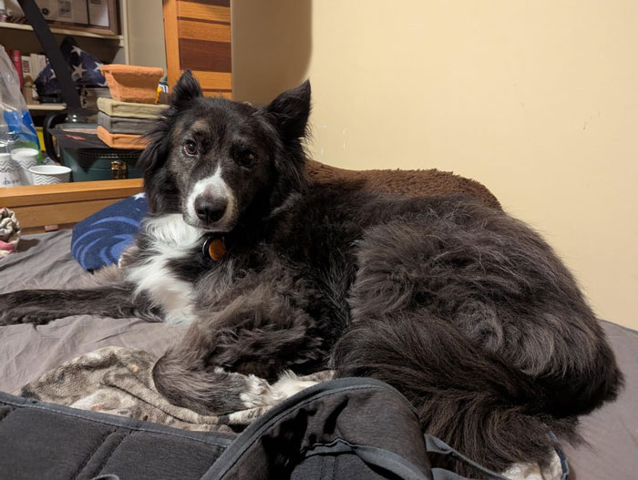 A fluffy black and white service dog resting on a bed, crucial to the anxious sibling's wedding boycott.