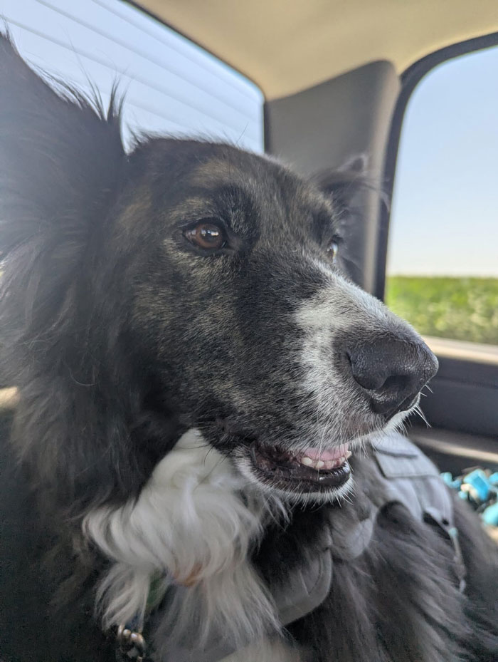 A close-up of a black and white service dog looking out a car window on a sunny day.