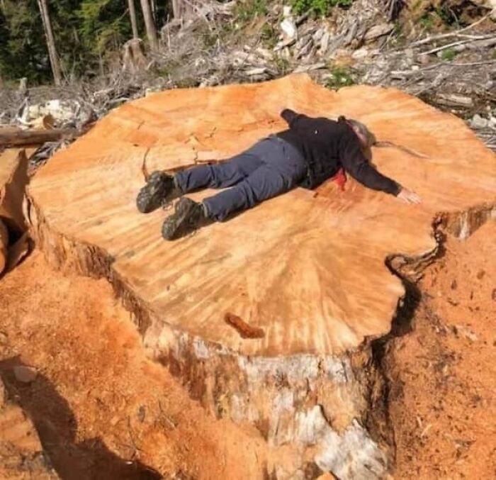 A person lying on a huge tree stump in a forest, emphasizing the true scale of the fallen tree in size comparisons.