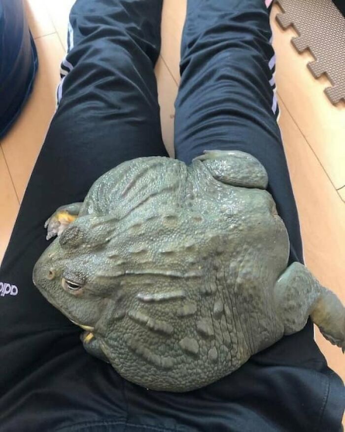A fascinating size comparison of a huge bullfrog resting on a person's lap, emphasizing its true scale.