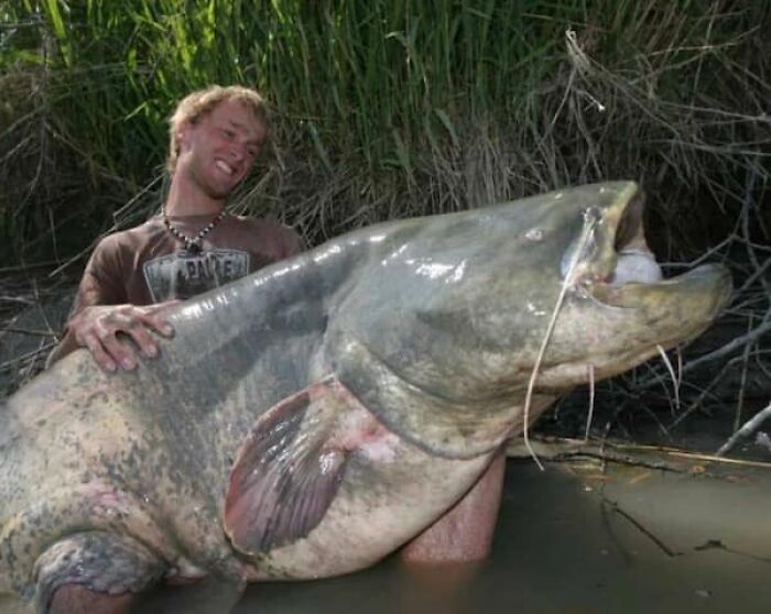 Man holding a gigantic catfish, illustrating the true scale of the fish caught.