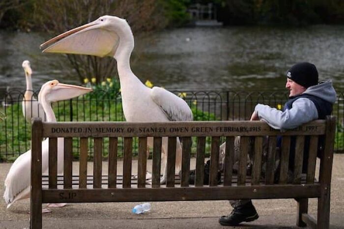 A man sitting on a park bench next to two large pelicans, providing a clear size comparison of the birds.