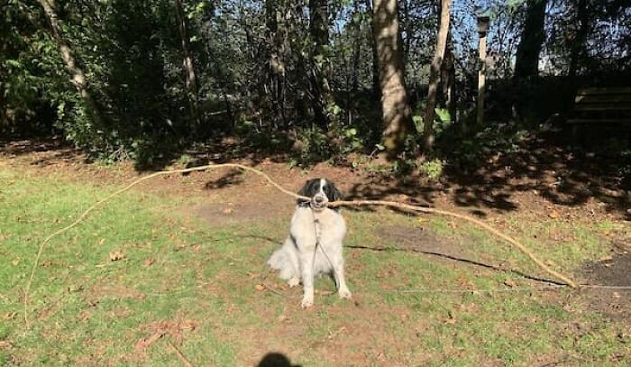 A black and white dog holding a very large branch, demonstrating a size comparison in a natural setting.
