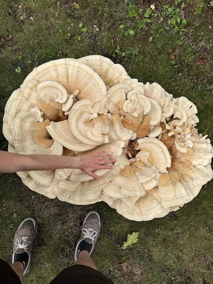 A person's arm and feet next to an enormous mushroom, demonstrating the true scale of the fungus.