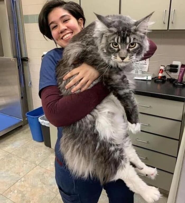 Woman holding a very large Maine C**n cat, highlighting its impressive size comparison.