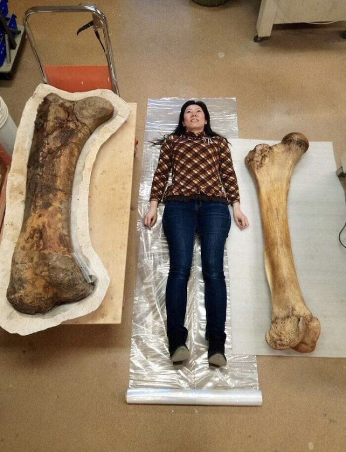 A woman lies between two giant fossilized bones, providing a vivid size comparison to the ancient remains.