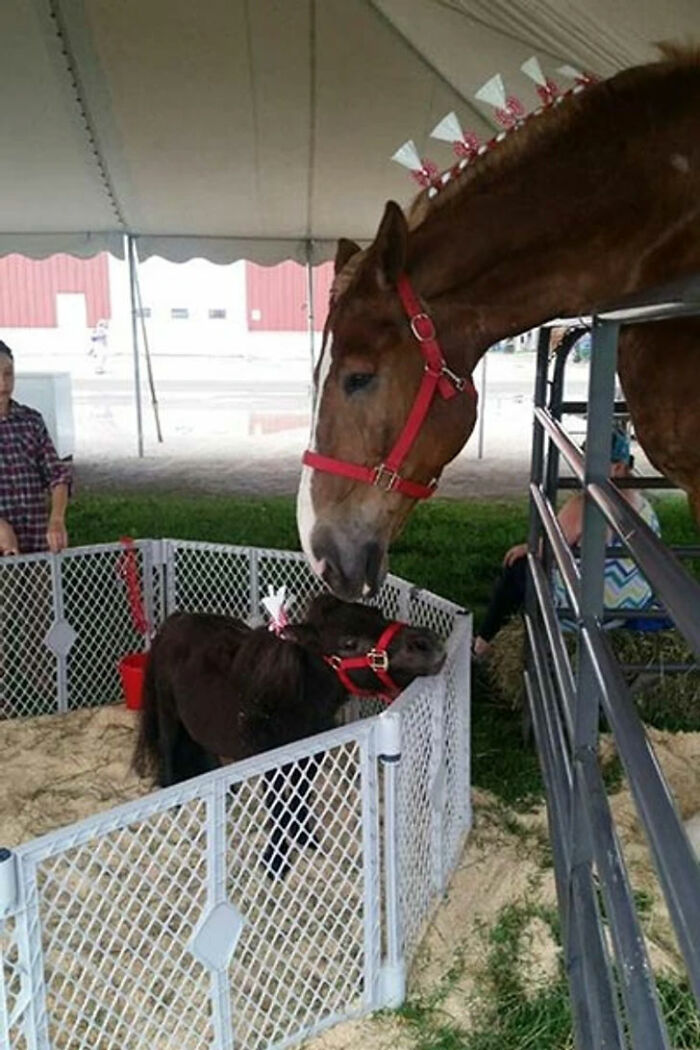 A large horse gently nuzzles a tiny miniature horse in a pen, illustrating a charming size comparison.