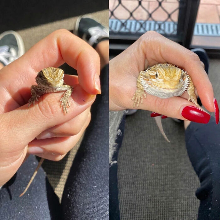 A split image shows a small baby lizard in a hand on the left, and a larger, grown lizard in the same hand on the right, for size comparisons.