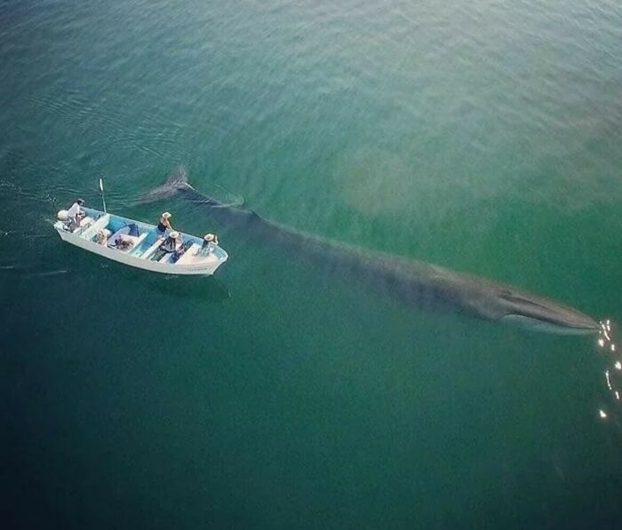 An aerial view of a small boat next to an enormous blue whale, highlighting the immense size comparison of marine life.