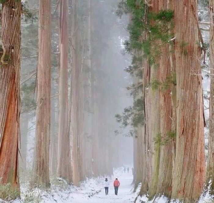 A snowy path winding through a dense forest of tall trees, emphasizing the true scale of nature.
