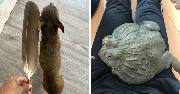 86 Size Comparisons That Might Make You Understand The True Scale Of Some Things