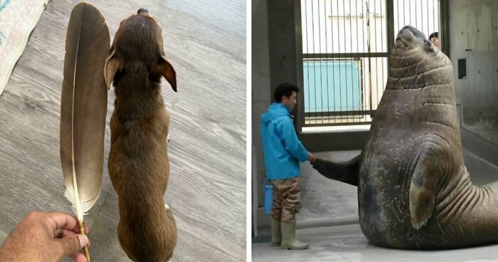 86 Size Comparisons That Might Make You Understand The True Scale Of Some Things