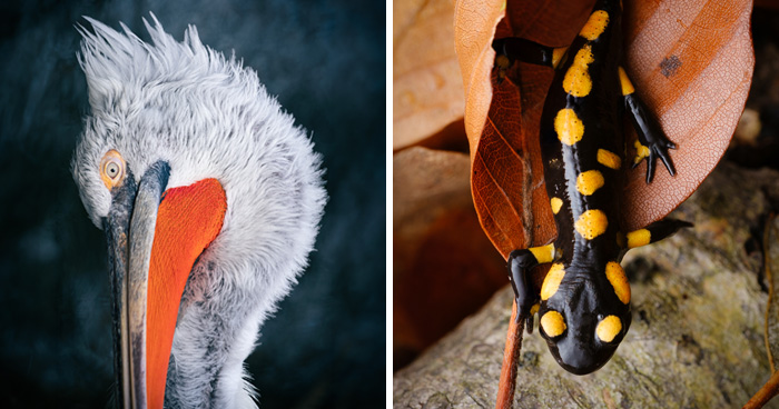 This Award-Winning Photographer Captures The Beauty Of Nature Through Extraordinary Close-Up Portraits (35 Pics)