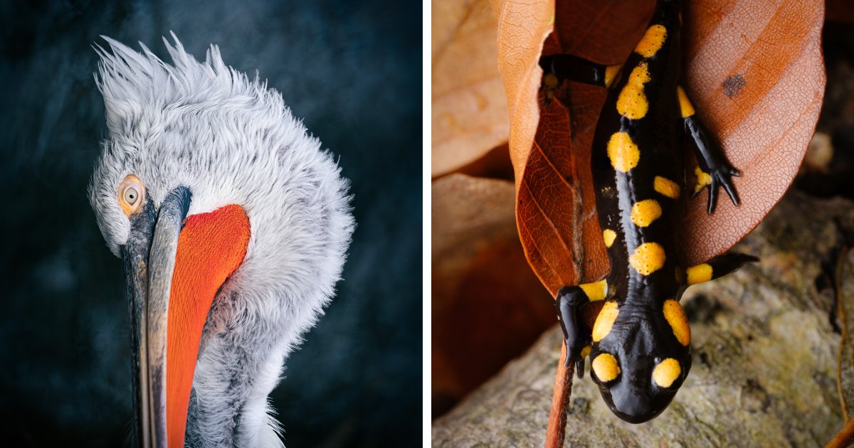 35 Nature Portraits That Celebrate The Beauty, Diversity, And Character Of The Natural World