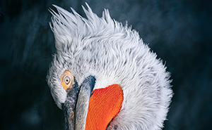 This Award-Winning Photographer Captures The Beauty Of Nature Through Extraordinary Close-Up Portraits (35 Pics)