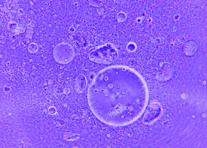 Microscopic image of cells in a vibrant purple hue, highlighting facts about the human body.