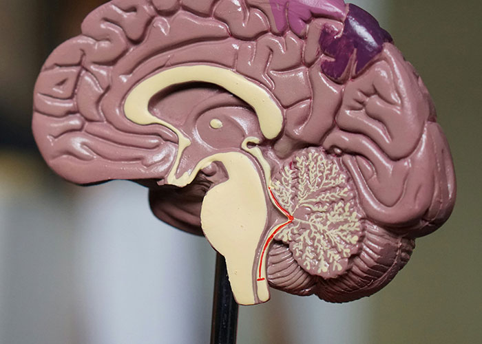 A detailed anatomical model of the human brain, representing complex human body facts for medical students.