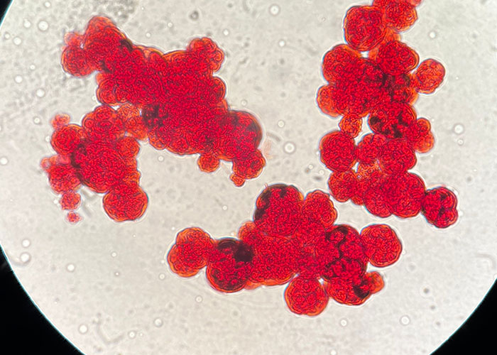 Microscopic view of red blood cells, revealing fascinating human body facts that impress medical students.