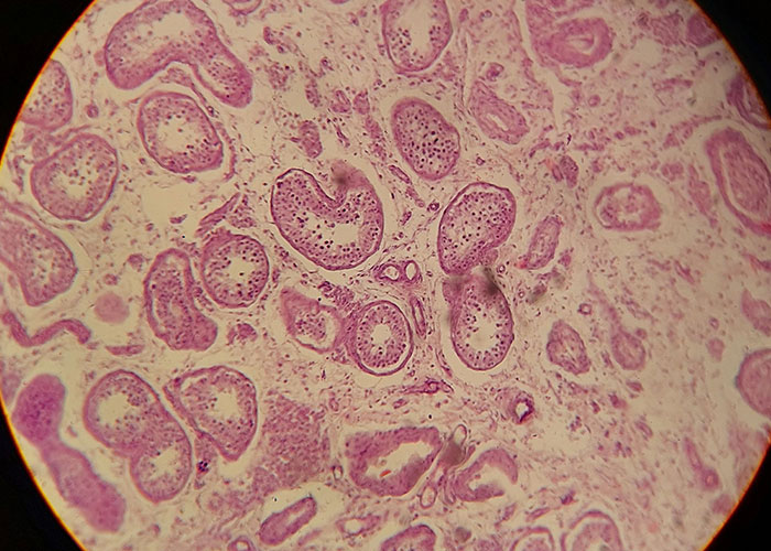 Microscopic view of cellular structures, revealing fascinating facts about the human body.