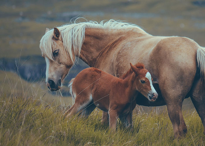 A majestic horse and its foal stand in a grassy field, showcasing facts about the human body.