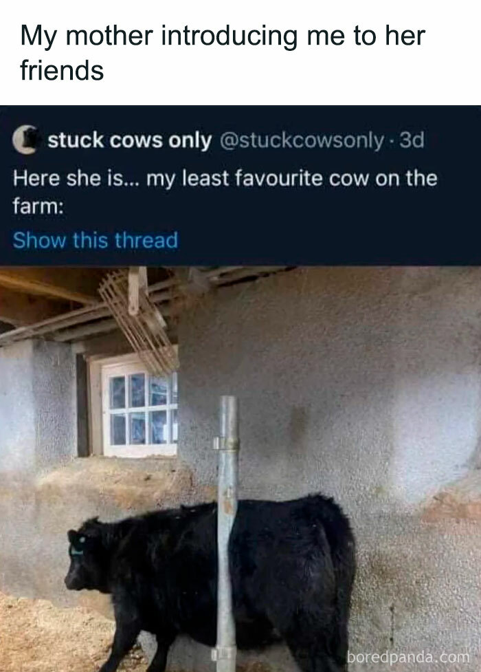 A humorous oddly specific post showing a cow bisected by a pole, captioned as my least favorite cow.