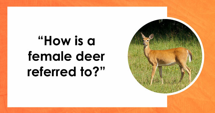 From Math To Geography: 26 Three-Letter Answer Questions To Measure Your General Knowledge