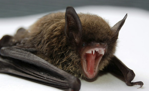11-Year-Old Canadian Boy Tragically Loses His Life After Being Woken Up By A Bat On His Face