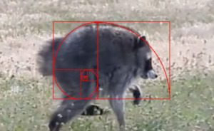 23 Memes That Capture The World's Unhinged Obsession With An Unusually Shaped Raccoon Named 