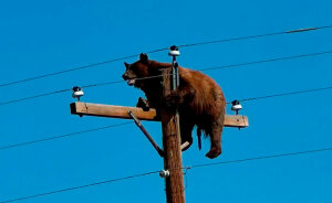 Tragic Update In Viral Story Of Bear Who Was Found Stuck Atop Telephone Pole