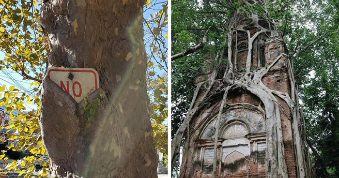 77 Unsettling Yet Fascinating Pictures Of Trees Eating Things People Left Behind