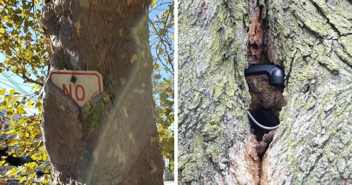 77 Unsettling Yet Fascinating Pictures Of Trees Eating Things People Left Behind