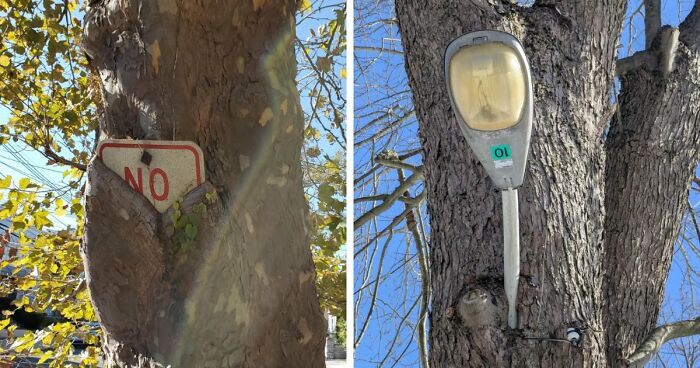 77 Unsettling Yet Fascinating Pictures Of Trees Eating Things People Left Behind