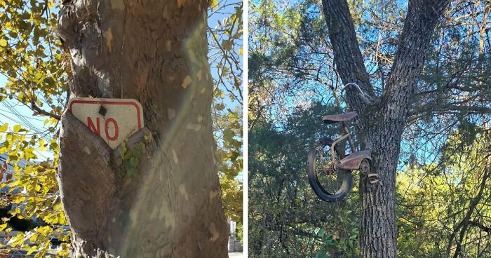 77 Unsettling Yet Fascinating Pictures Of Trees Eating Things People Left Behind