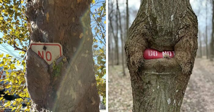 77 Unsettling Yet Fascinating Pictures Of Trees Eating Things People Left Behind