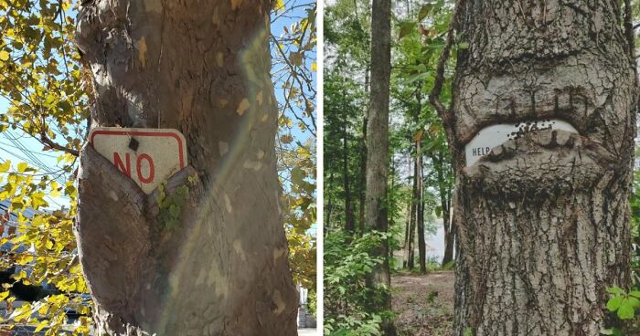 77 Unsettling Yet Fascinating Pictures Of Trees Eating Things People Left Behind