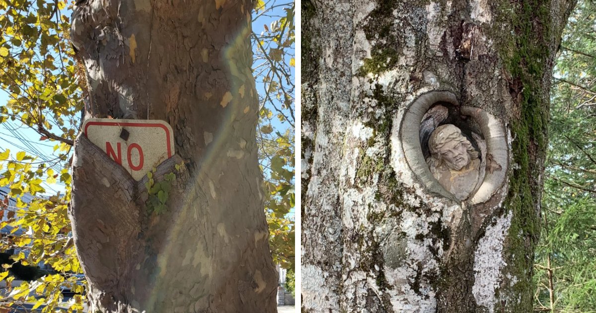 “Rules Are Meant To Be Eaten”: 77 Creepy Yet Fascinating Pictures Of Trees ‘Eating’ Their Surroundings | Bored Panda