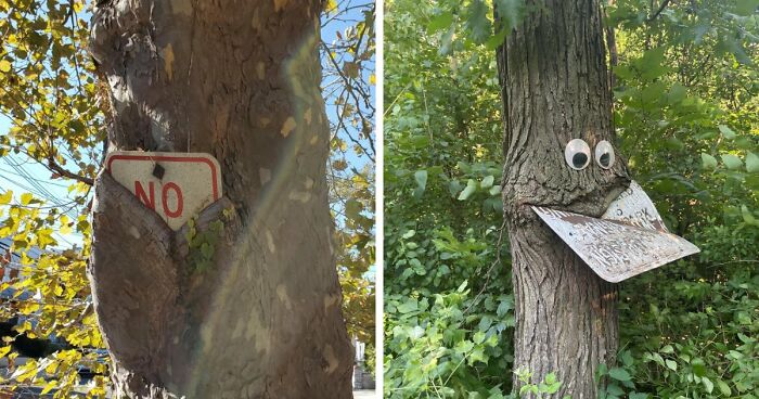 77 Unsettling Yet Fascinating Pictures Of Trees Eating Things People Left Behind
