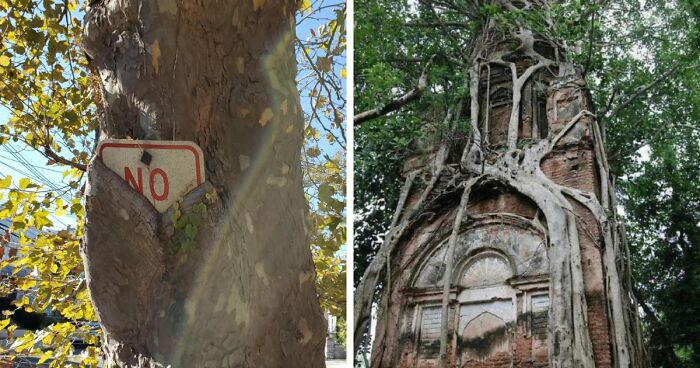77 Unsettling Yet Fascinating Pictures Of Trees Eating Things People Left Behind