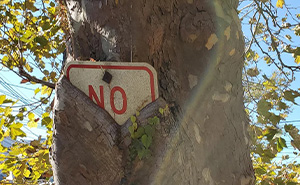 77 Unsettling Yet Fascinating Pictures Of Trees Eating Things People Left Behind