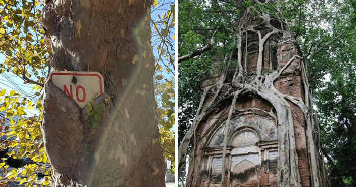 77 Unsettling Yet Fascinating Pictures Of Trees Eating Things People Left Behind