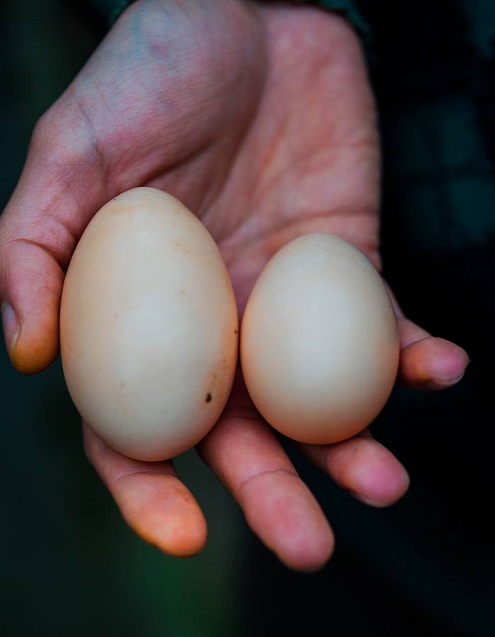 Two eggs in a hand, illustrating the concept of 'normal' private parts and 'red flags' discussed by a urologist. Two eggs in a hand, illustrating the concept of 'normal' private parts and 'red flags' discussed by a urologist.