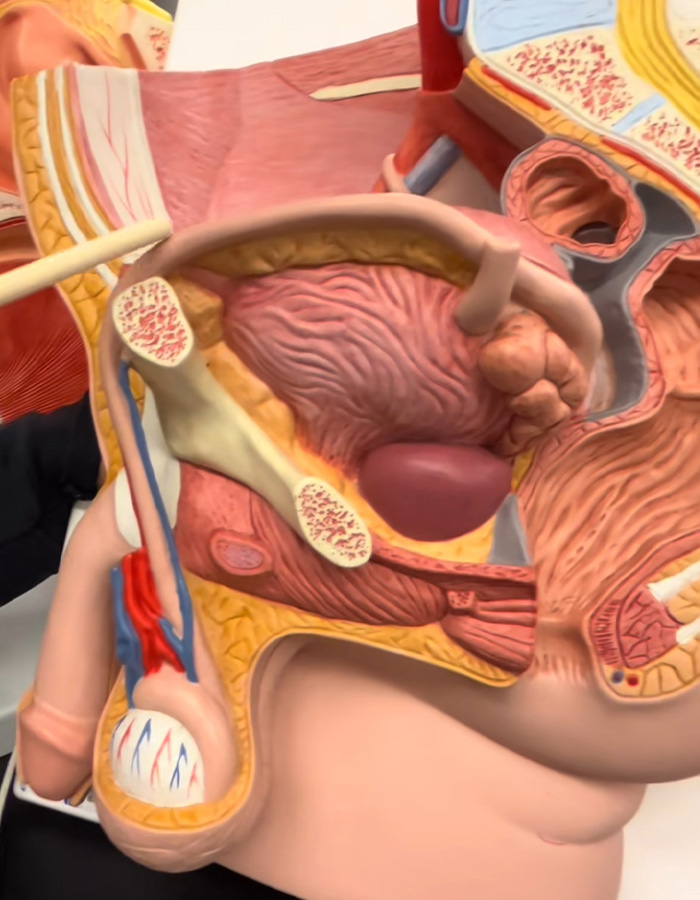A detailed anatomical model of male private parts, illustrating normal appearance and structures, as explained by a urologist. A detailed anatomical model of male private parts, illustrating normal appearance and structures, as explained by a urologist.